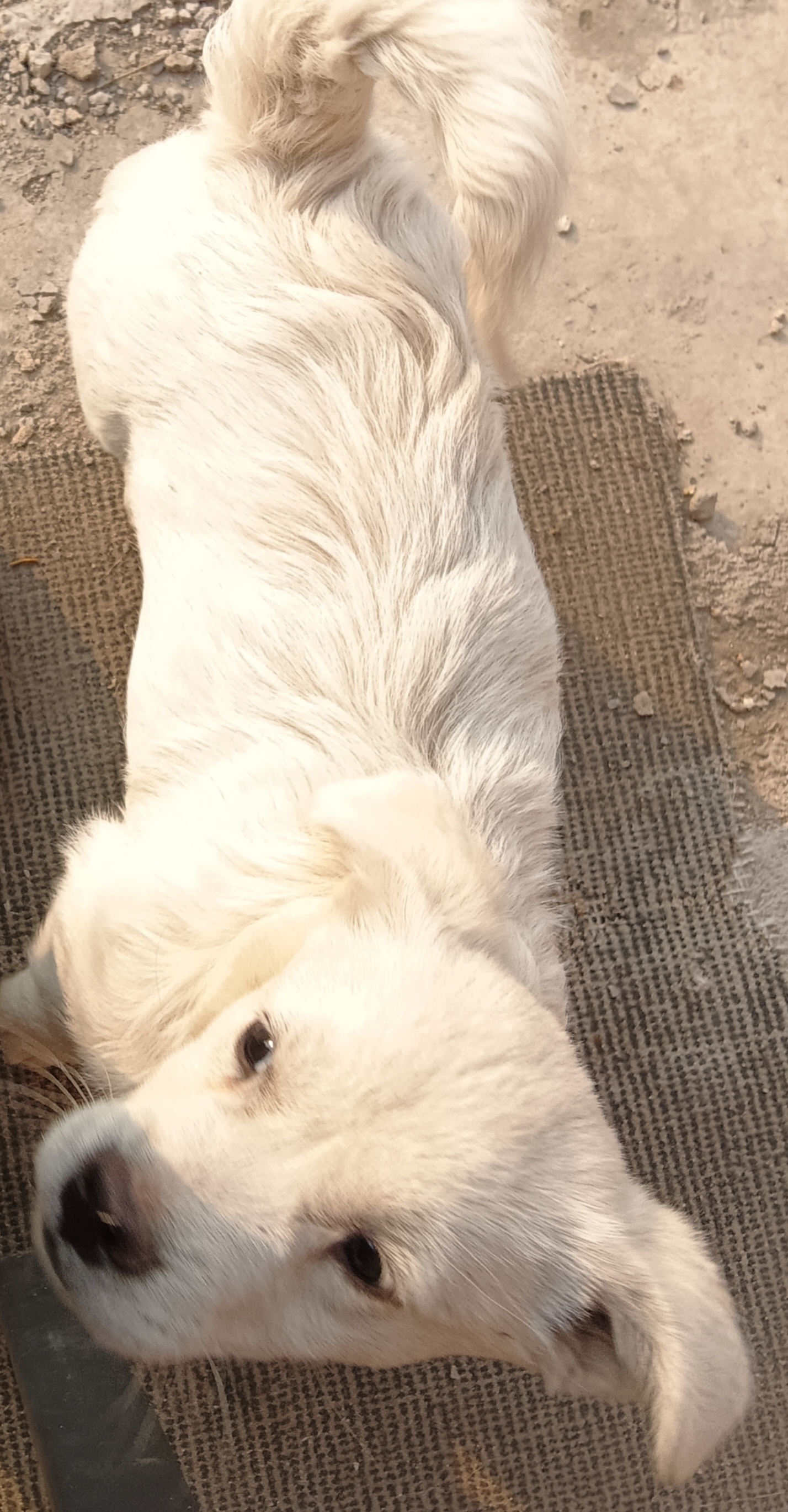比熊小土狗